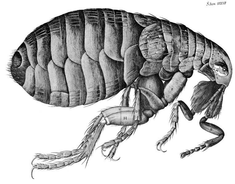 File:Flea Micrographia Hooke.png