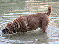 Shar pei metiéndose en el agua