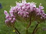 Kleine valeriaan (Valeriana dioica)