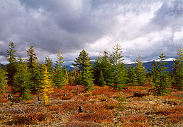 Paysage de taïga dans la région de Magadan au nord-est de la Sibérie.