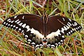 Papilio palamedes (Palamedes Swallowtail)