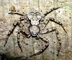 Description de l'image Philodromus margaritatus.jpg.