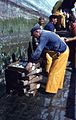 Débarquement du produit de la pêche des sardiniers - Port-Maria - Quiberon - Morbihan 1963