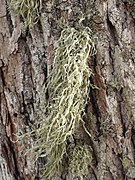 Ramalina fraxinea 96495741.jpg