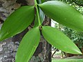 „Laub“ eines australischen Kauribaumes (Agathis robusta)