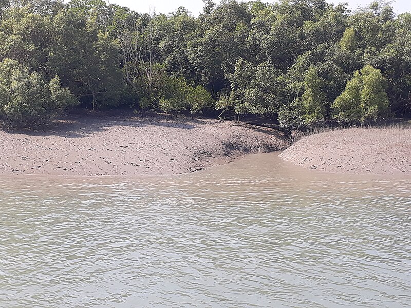 File:Sundarban Mangrove forest 08.jpg