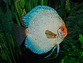 Discus commun bleu au zoo de Karlsruhe. Novembre 2019.