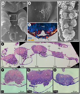 ov: Neuromeer van oviger van Pseudopallene sp. (zeespinnen)