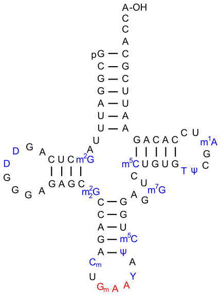 ARNtPhe de S. cerevisiae. Le dihydro-uracile est noté D.