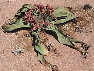 Welwitschia mirabilis