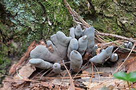 Xylaria polymorpha (628067).jpg