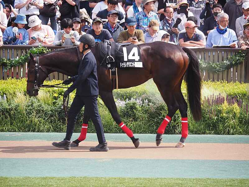 File:10R Deep Impact Cup (3win class, 4yo an up) dirt 1600m at tokyo raccourse (53750012797).jpg