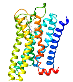 5-HT1F-Rezeptor