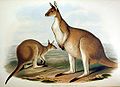 Macropus fuliginosus ab Ioanne Gould pictus