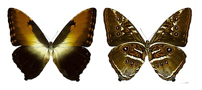 Morpho hecuba hecuba MHNT.jpg