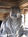 byk Nandi w Halebidu