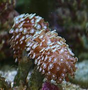 Alveopora tizardi en acuario