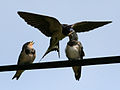 Feeding juveniles; Gubbeen, County Cork, Ireland