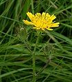 Crepis setosa