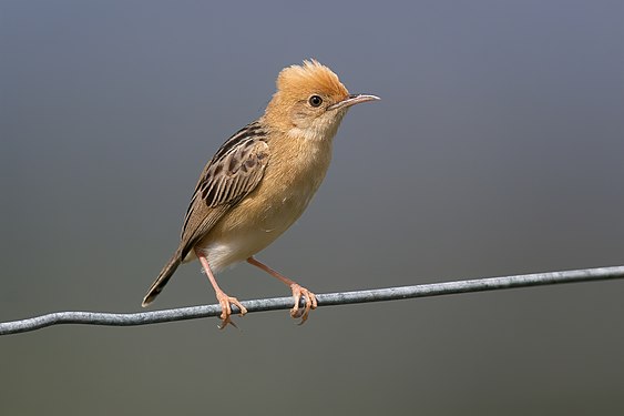 Golden-headed cisticola (Cisticola exilis)