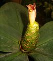 Blütenstand und Blüte von Costus malortieanus