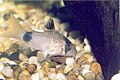 Corydoras panda