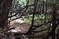 Ferns in one of many natural Coast Redwood undergrowth settings Santa Cruz, CA.