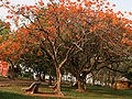 Delonix regia Gulmohur