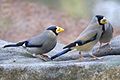 Japanese grosbeak