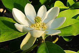 Flower-Magnolia-1585.jpg