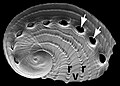 A 5 mm-long (3⁄16 in) juvenile shell of Haliotis asinina showing the tremata and ridges.