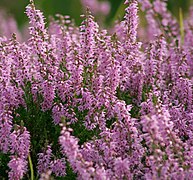 Heather - Calluna vulgaris