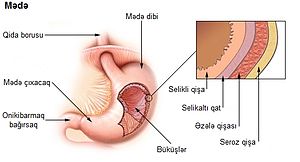 Mədənin selikli qişası (açıq çəhrayı) və selikaltı qat (tünd çəhrayı).