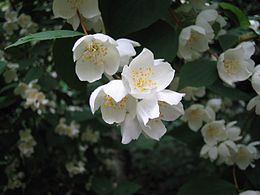 Darželinis jazminas (Philadelphus coronarius)