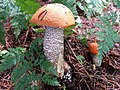 Leccinum piceinum