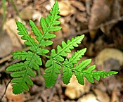 Pentagramma triangularis