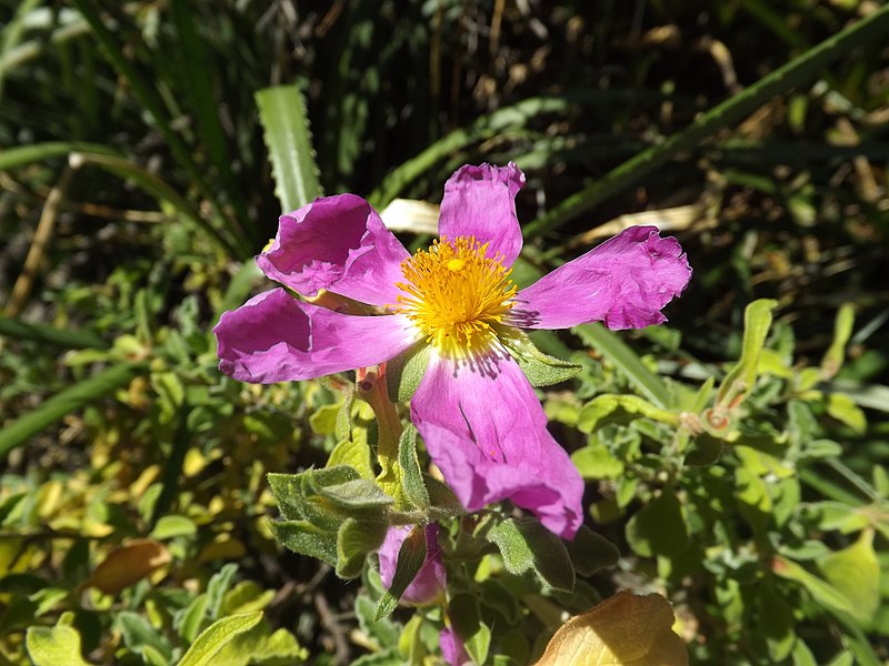 File:Pink Rock-Rose 08.jpg