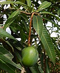 တၞံကြုက် Mango -- Mangifera indica the tree is Maa Maram & the fruit is Maangaai மாம்பழம் in Tamil. The fruit is called Keri in Gujarati, Aamba in Marathi and Aam in Hindi], "maamidi" in Telugu, ಮಾವಿನ ಕಾಯಿMaavina kaayi in Kannada I..  