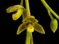 Prosthechea glauca Type species