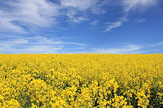 Blühender Raps. Sächsische Landschaft im Frühling. Erzgebirgskreis, Sachsen.