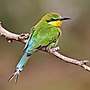 Thumbnail for File:Swallow-tailed bee-eater (Merops hirundineus chrysolaimus).jpg