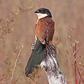 Image 9Senegal coucal bird. Credit: Charlesjsharp More about Senegal coucal...