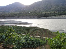 Wiks va Cauca kuksa koe Olaya