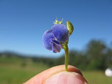 Vigna parkeri flower2.jpg