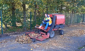 Ramassage des feuilles mortes.