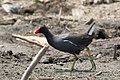 Gallinule poule-d'eau (Naivasha, Kenya).