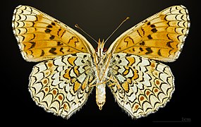 Female underside