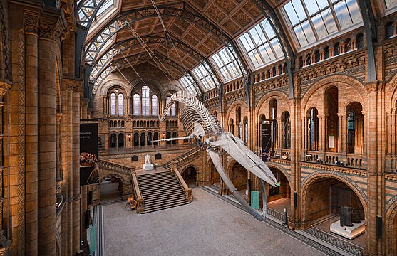 Central hall with blue whale skeleton of the Natural History Museum London, evening light coming through the windows.