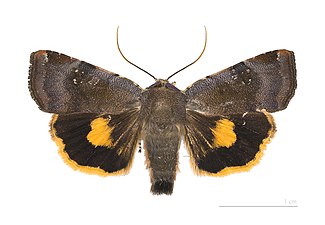 Gråviolett bandfly, Noctua janthina