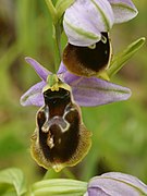 Ophrys panattensis Ophrys × arachnitiformis